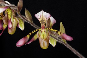 Paph. haynaldianum Phil Plocher HCC 79 pts.